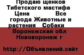 Продаю щенков Тибетского мастифа › Цена ­ 45 000 - Все города Животные и растения » Собаки   . Воронежская обл.,Нововоронеж г.